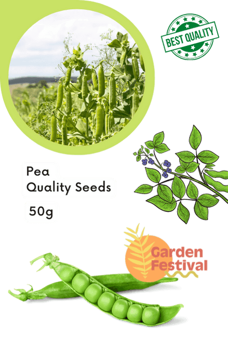 long pea quality seeds  (garden festival)