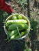 Rasili Bottlegourd (Sagar Biotech) - Farmers Stop