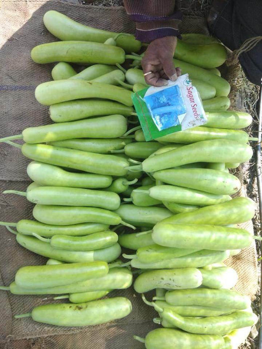 Rasili Bottlegourd (Sagar Biotech) - Farmers Stop