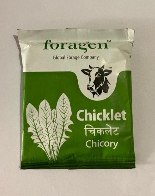 chicory chicklet (foragen)
