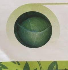 Chanda/चंदा Cabbage  (East West Seeds) - Farmers Stop