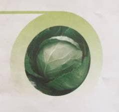 Asha/आशा Cabbage (East West Seeds) - Farmers Stop