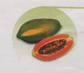 Red Royale/रेड रॉयल F1 Papaya (East West Seeds) - Farmers Stop