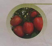 Sarathi/सारथी Tomato (East West Seeds) - Farmers Stop