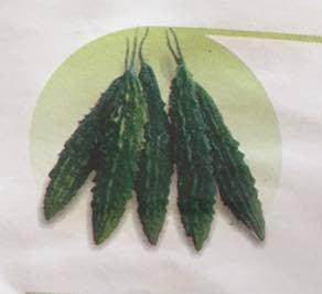 Palee/पाली Bittergourd (East West Seeds) - Farmers Stop