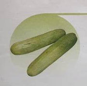 Encounter/एनकाउंटर Cucumber (East West Seeds) - Farmers Stop