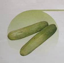 Encounter/एनकाउंटर Cucumber (East West Seeds) - Farmers Stop