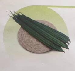Naga/नागा F1 Ridgegourd तोरई (East West Seeds) - Farmers Stop