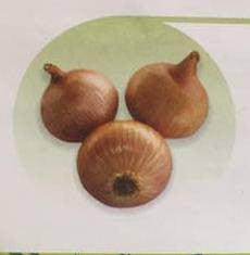 Prerana/प्रेरणा Desi Onion (East West Seeds) - Farmers Stop