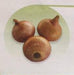 Prerana/प्रेरणा Desi Onion (East West Seeds) - Farmers Stop