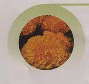 Maxima Orange/मैक्सिमा ऑरेंज F1 Marigold (East West Seeds) - Farmers Stop