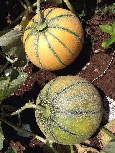 Sagar/सागर 60 F1 Muskmelon (Sagar Seeds) - Farmers Stop
