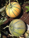 Sagar/सागर 60 F1 Muskmelon (Sagar Seeds) - Farmers Stop