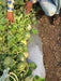 Sagar/सागर 60 F1 Muskmelon (Sagar Seeds) - Farmers Stop