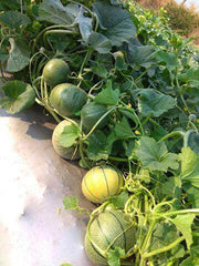 Sagar/सागर 60 F1 Muskmelon (Sagar Seeds) - Farmers Stop