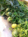 Sagar/सागर 60 F1 Muskmelon (Sagar Seeds) - Farmers Stop