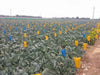 Crop Guard/क्रॉप गार्ड  Fruit Fly Sticking Solution (Know You) - Farmers Stop