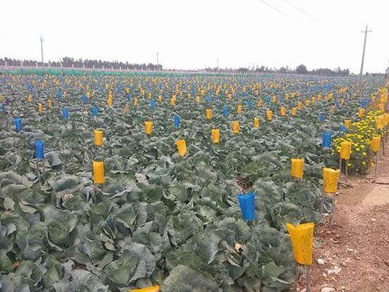 Crop Guard/क्रॉप गार्ड  Fruit Fly Sticking Solution (Know You) - Farmers Stop