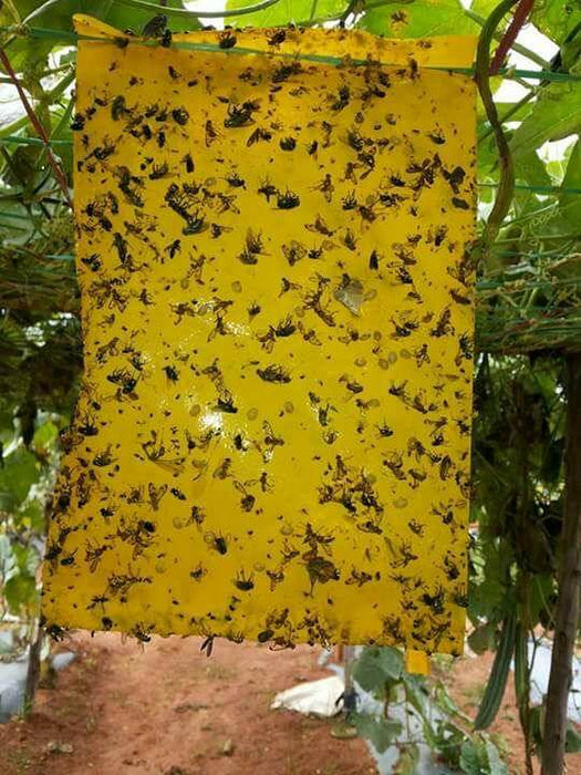 Crop Guard/क्रॉप गार्ड  Fruit Fly Sticking Solution (Know You) - Farmers Stop
