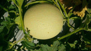 Kasturi/कस्तूरी Hybrid Muskmelon (Sagar Biotech Seeds) - Farmers Stop