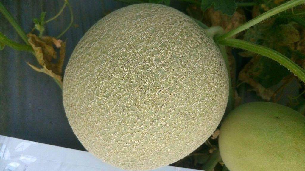 Kasturi/कस्तूरी Hybrid Muskmelon (Sagar Biotech Seeds) - Farmers Stop