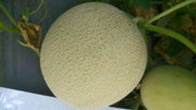 Kasturi/कस्तूरी Hybrid Muskmelon (Sagar Biotech Seeds) - Farmers Stop