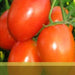 Abhinav/अभिनव Tomato (Syngenta) - Farmers Stop