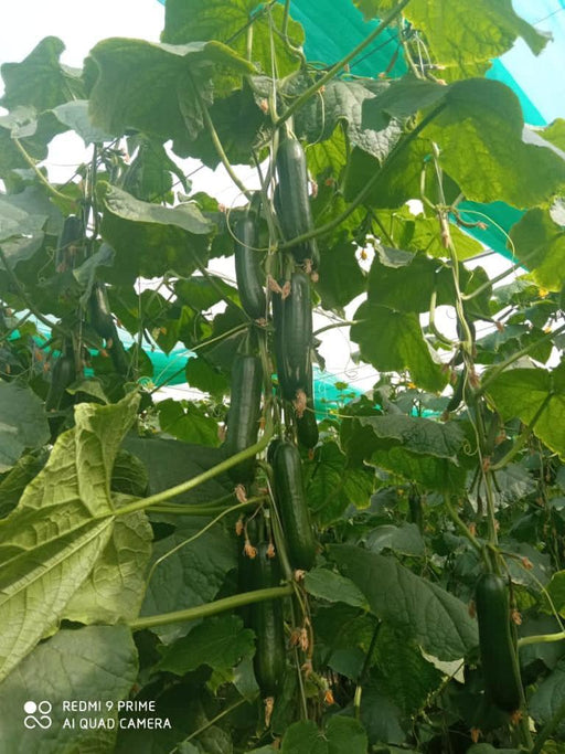 Supershine/सुपरशाइन F1 hybrid cucumber(Argeto seeds) - Farmers Stop