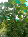 Supershine/सुपरशाइन F1 hybrid cucumber(Argeto seeds) - Farmers Stop