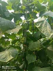 Supershine/सुपरशाइन F1 hybrid cucumber(Argeto seeds) - Farmers Stop