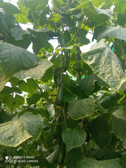 Supershine/सुपरशाइन F1 hybrid cucumber(Argeto seeds) - Farmers Stop