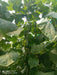 Supershine/सुपरशाइन F1 hybrid cucumber(Argeto seeds) - Farmers Stop