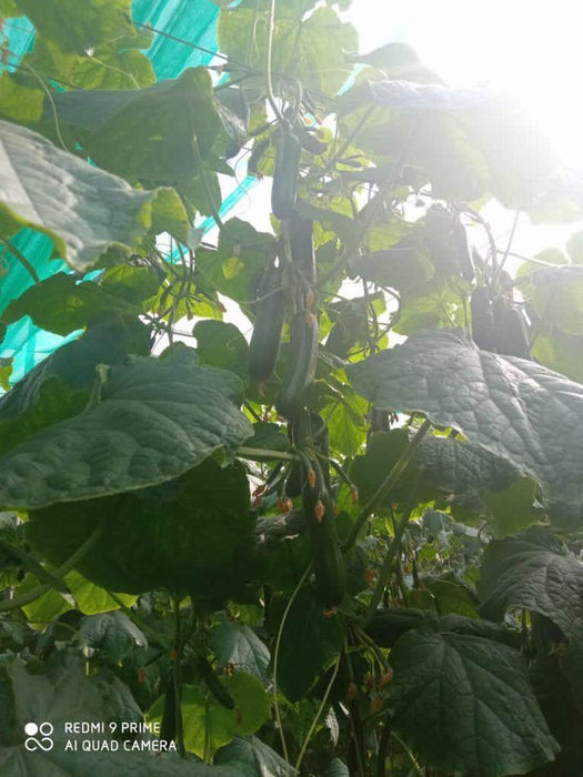 Supershine/सुपरशाइन F1 hybrid cucumber(Argeto seeds) - Farmers Stop