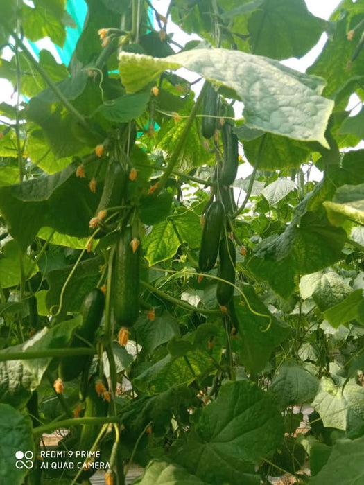 Supershine/सुपरशाइन F1 hybrid cucumber(Argeto seeds) - Farmers Stop