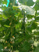 Supershine/सुपरशाइन F1 hybrid cucumber(Argeto seeds) - Farmers Stop