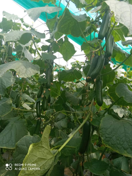 Supershine/सुपरशाइन F1 hybrid cucumber(Argeto seeds) - Farmers Stop