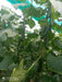 Supershine/सुपरशाइन F1 hybrid cucumber(Argeto seeds) - Farmers Stop
