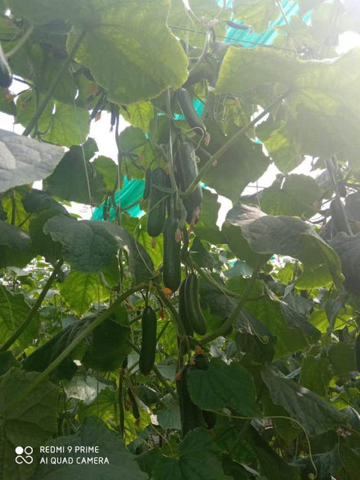 Supershine/सुपरशाइन F1 hybrid cucumber(Argeto seeds) - Farmers Stop