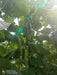 Supershine/सुपरशाइन F1 hybrid cucumber(Argeto seeds) - Farmers Stop