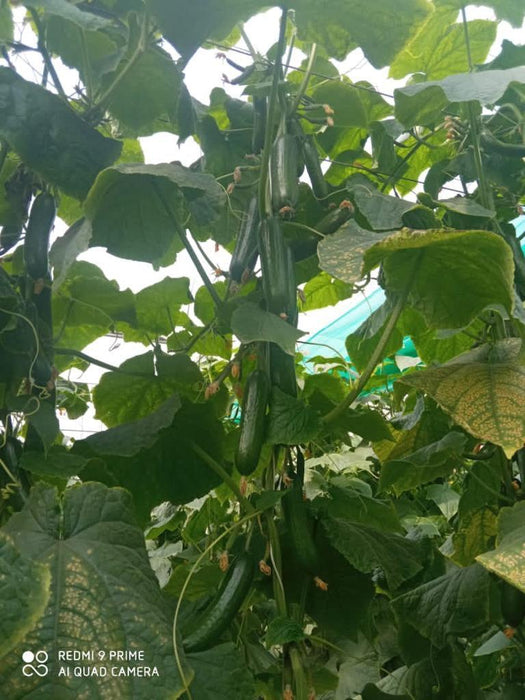Supershine/सुपरशाइन F1 hybrid cucumber(Argeto seeds) - Farmers Stop