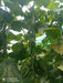 Supershine/सुपरशाइन F1 hybrid cucumber(Argeto seeds) - Farmers Stop