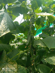 Supershine/सुपरशाइन F1 hybrid cucumber(Argeto seeds) - Farmers Stop