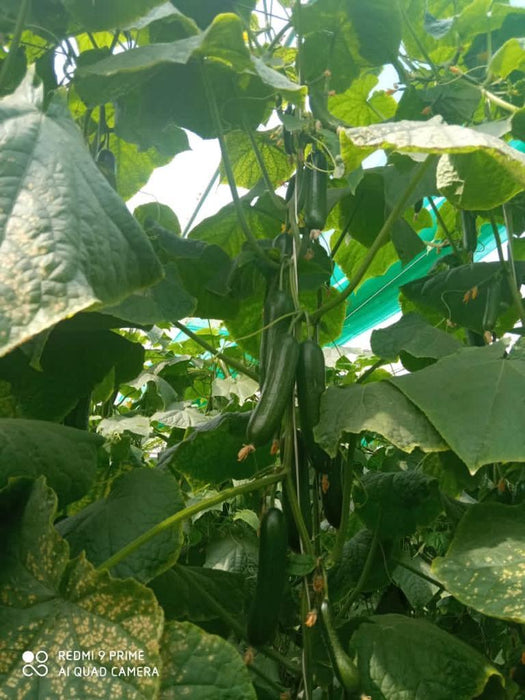 Supershine/सुपरशाइन F1 hybrid cucumber(Argeto seeds) - Farmers Stop