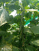Supershine/सुपरशाइन F1 hybrid cucumber(Argeto seeds) - Farmers Stop