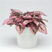 Splash Select™ Hypoestes (PanAmerican) - Farmers Stop