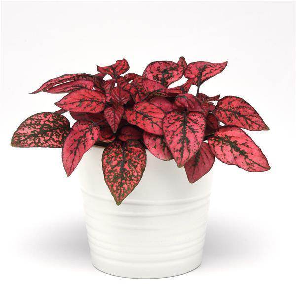Splash Select™ Hypoestes (PanAmerican) - Farmers Stop