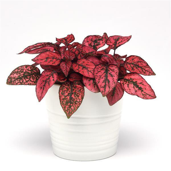 Splash Select™ Hypoestes (PanAmerican) - Farmers Stop