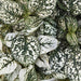 Splash Select™ Hypoestes (PanAmerican) - Farmers Stop