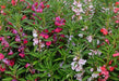 Top Knot Semi Tall Balsam (Asmar Seeds, United Kingdom) - Farmers Stop