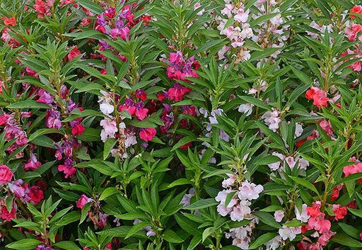Top Knot Semi Tall Balsam (Asmar Seeds, United Kingdom) - Farmers Stop